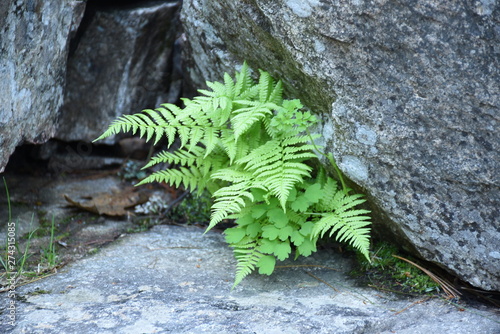 fern in forest