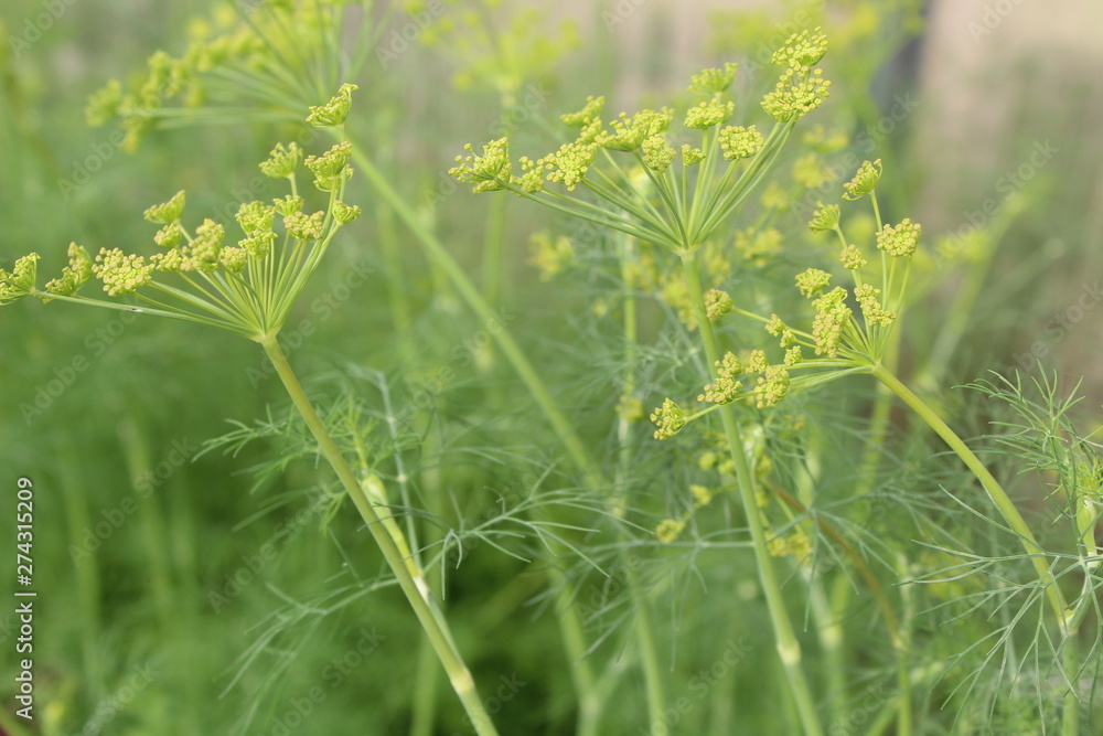 fresh dill in the garden greenhouse in summer fresh dill in the garden greenhouse in summer