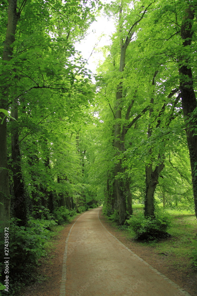 Fototapeta premium Alejka