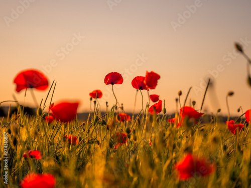 Image of huge poppy field during sunset photo