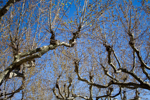 naked tree over blue sky