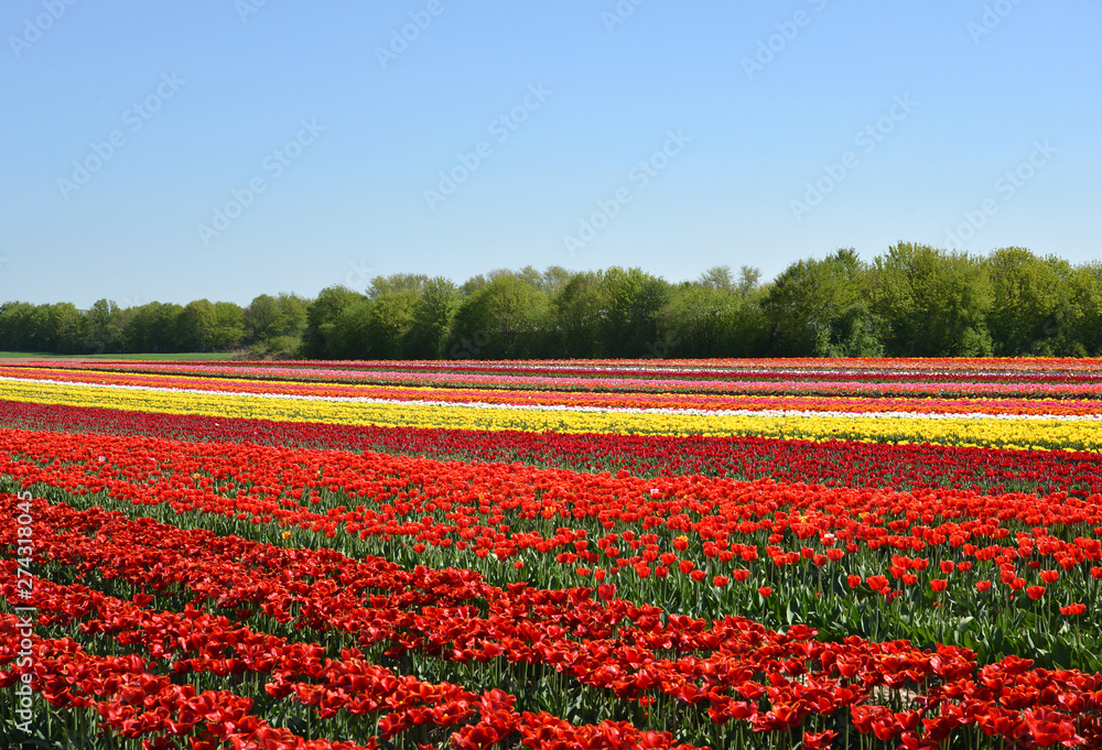 The field with color tulips