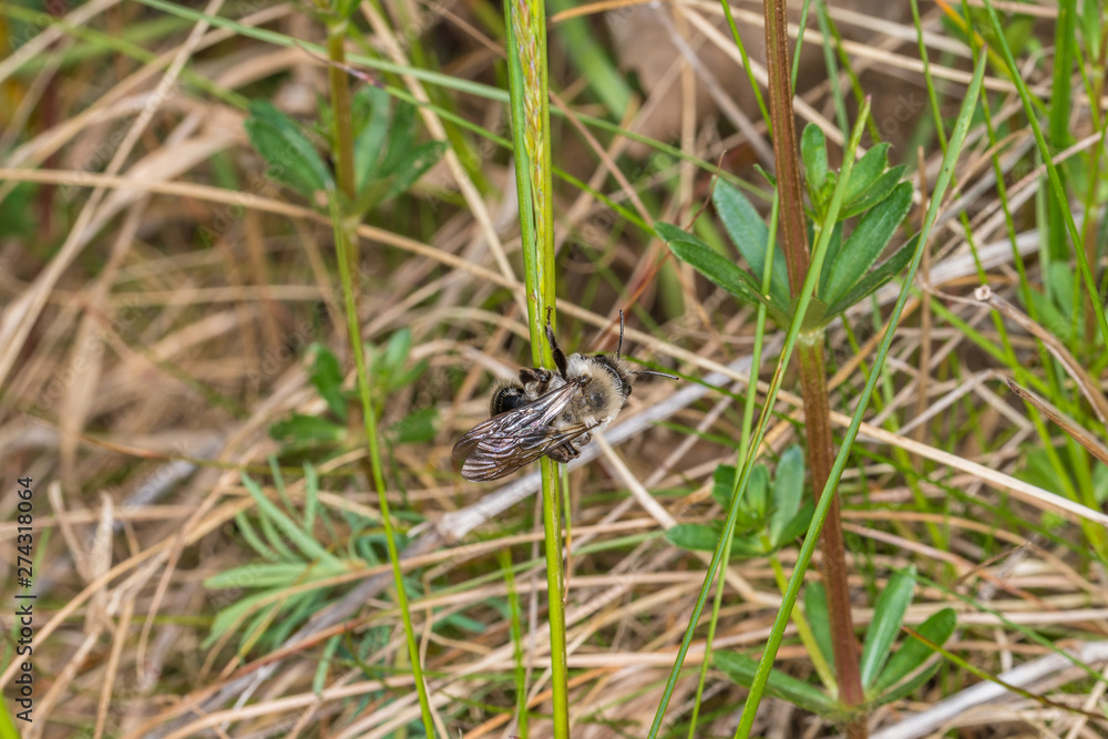 Einzelnes Erdbienen Männchen hängt an einem Grashalm, Deutschland