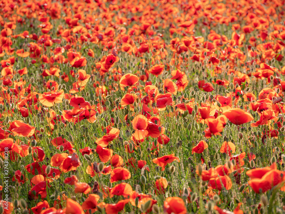 Image of huge poppy field during sunset