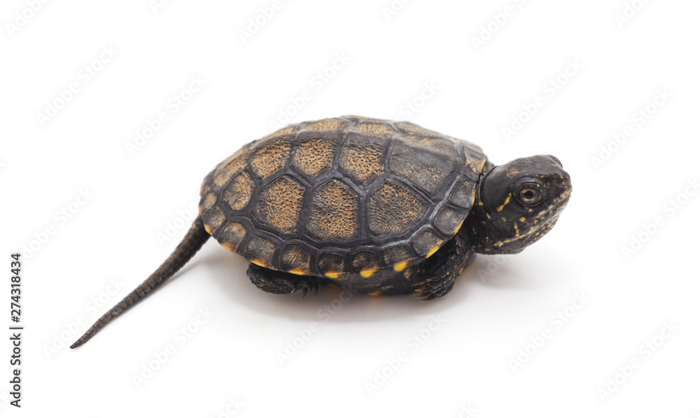 Obraz premium One small turtle.