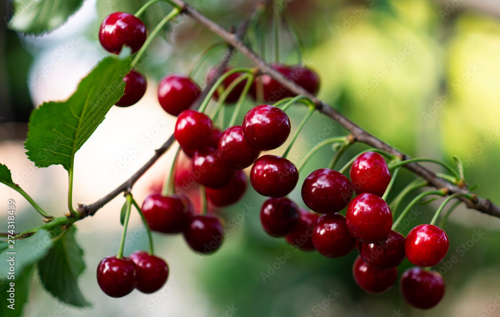 Sour cherries on orchard tree Sour cherries on orchard tree