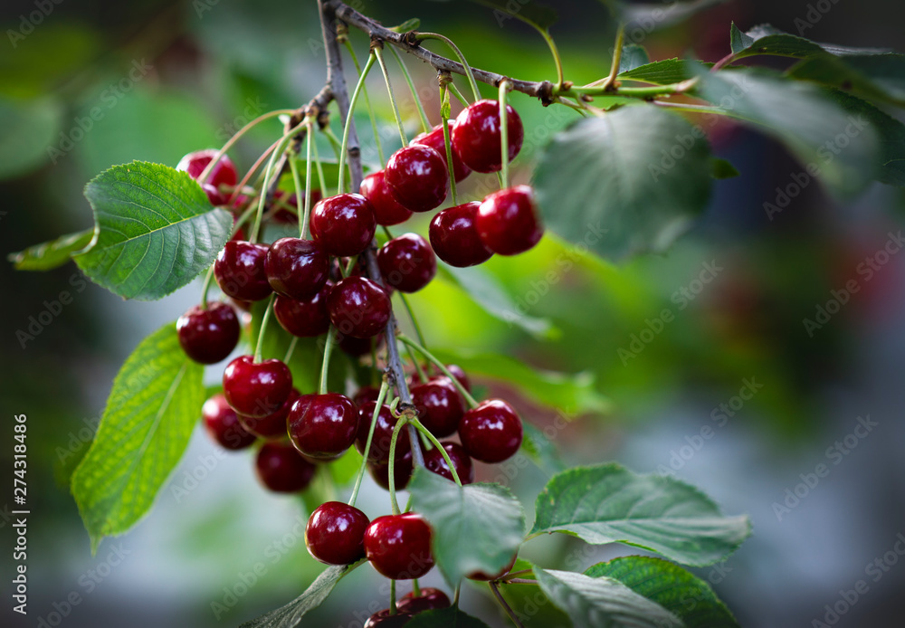 Sour cherries on orchard tree
