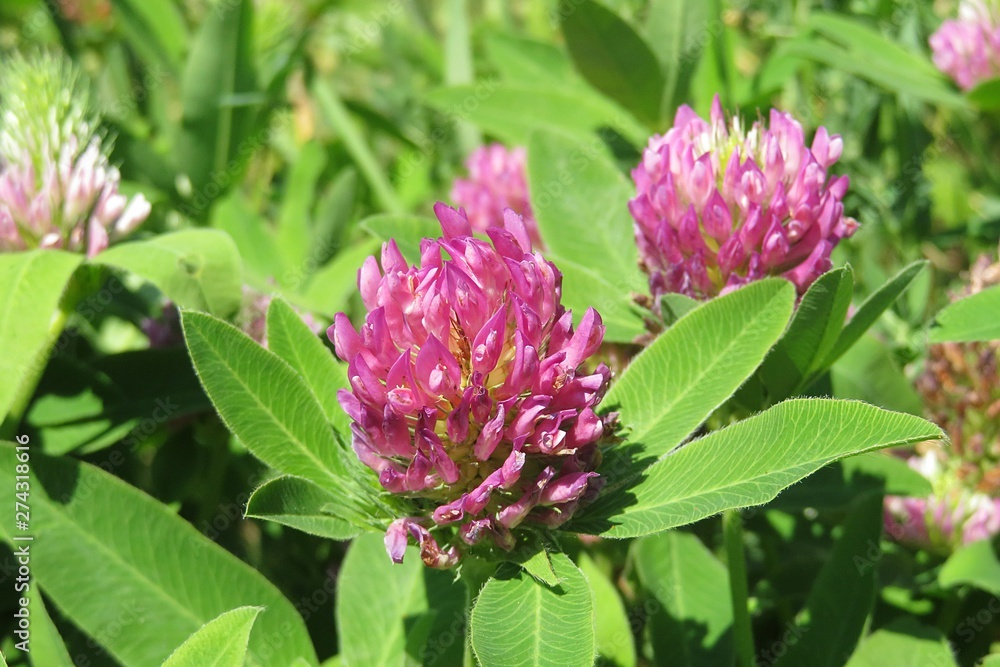 Beautiful clover flowers in the meadow on natural green leaves background, closeup Beautiful clover flowers in the meadow on natural green leaves background, closeup