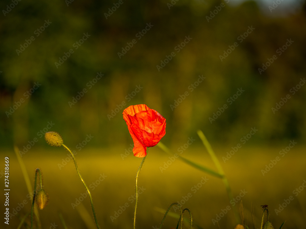 Image of beautiful red poppy flower with blurry background Image of beautiful red poppy flower with blurry background