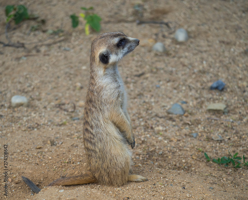 Close up portrait of standing meerkat or suricate, Suricata suricatta profile side view, selective focus, copy space for text © Kristyna