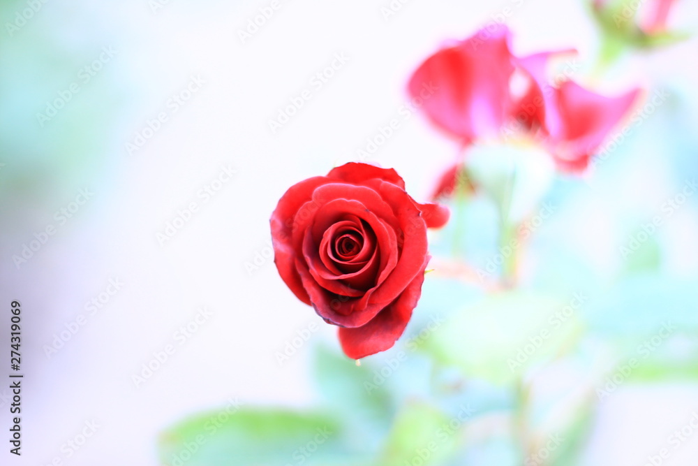 red rose on a white background red rose on a white background