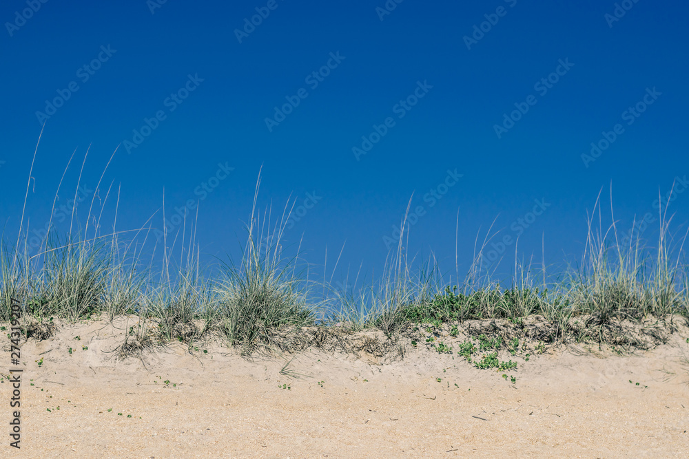 Saw Grass and Sand and a Blue Sky