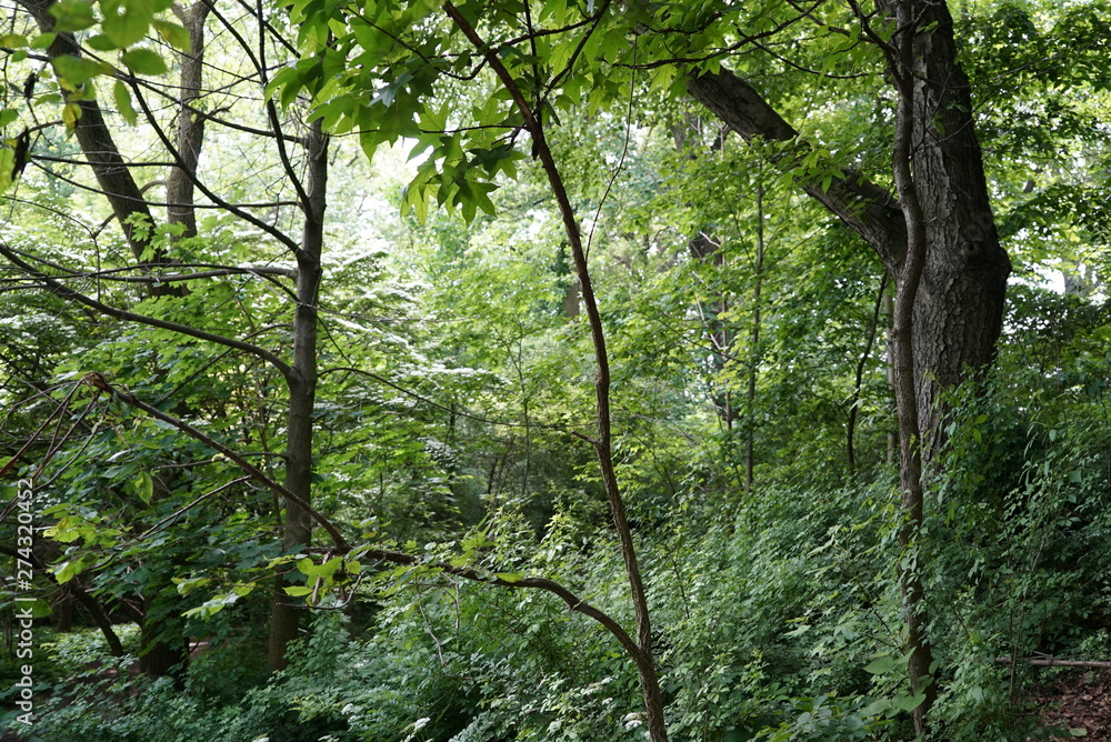 Naklejka premium New York City’s Prospect Park