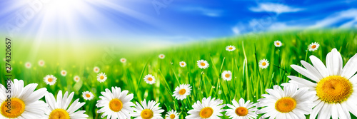 Banner Of Yellow And White Daisies In Rolling Green Meadow With Bright Blue Sky And Sunshine