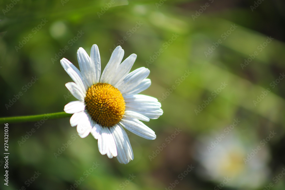 Fototapeta premium Single chamomile flower on green background. Close up of a single daisy flower in the garden.