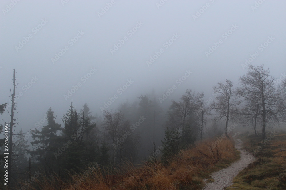 the way into the fog the way into the fog