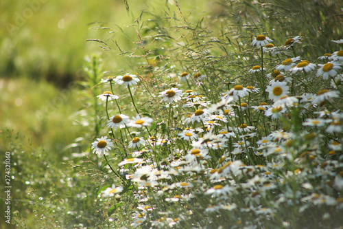 Flowering of daisies in meadow. Chamomile flowers in wild grass field.  photo