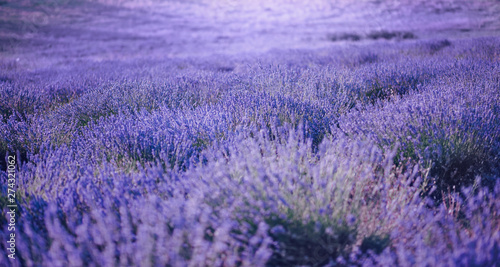 Lavender field with flowers close up. Summer violet background