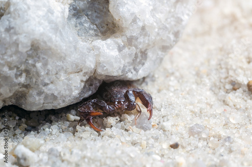 Scorpio hiding under a stone, close up © andrei310