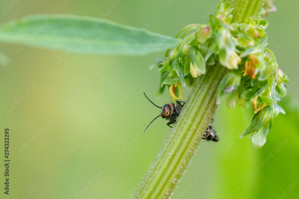 Käfer schaut neugierig um Stengel herum Käfer schaut neugierig um Stengel herum