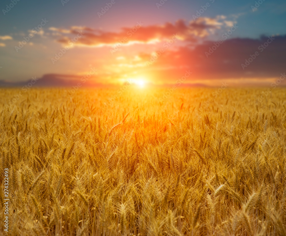 Yellow wheat field during golden sunrise