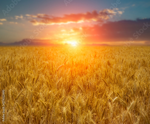 Yellow wheat field during golden sunrise