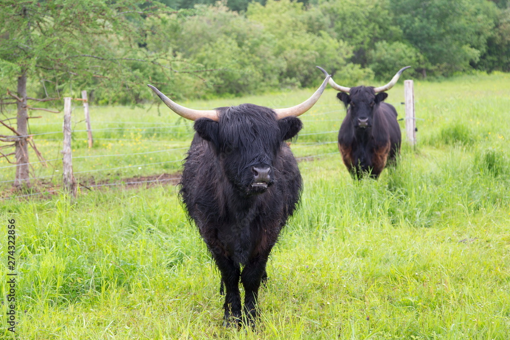 Cute black Scottish Highland cow standing in field staring under her bangs, with another animal in the background, Chaudières-Appalaches region, Quebec, Canada Cute black Scottish Highland cow standing in field staring under her bangs, with another animal in the background, Chaudières-Appalaches region, Quebec, Canada