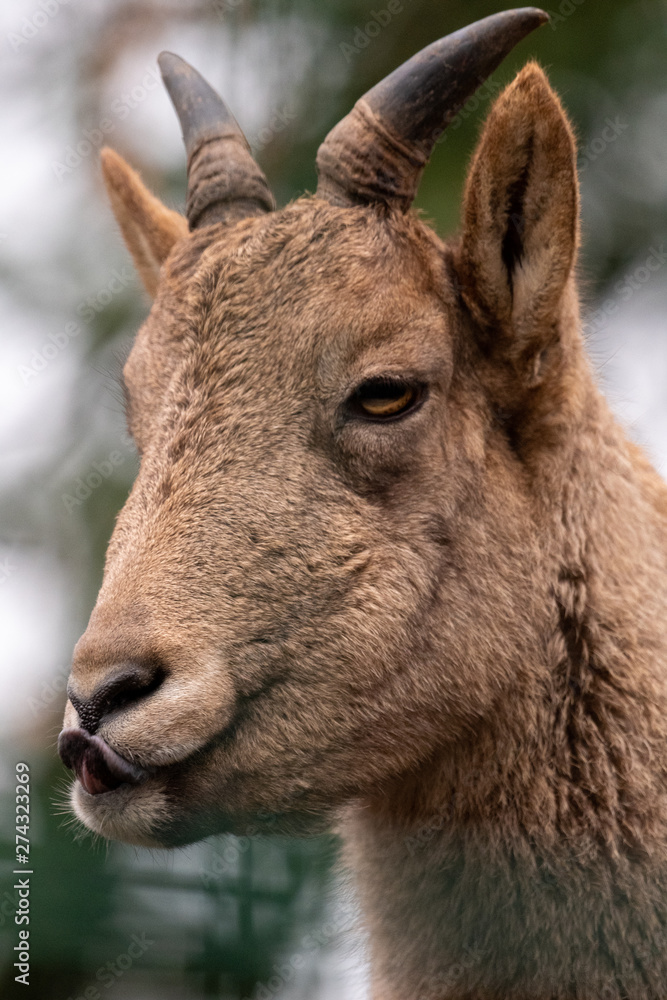a close up of an animal looking at the camera a close up of an animal looking at the camera