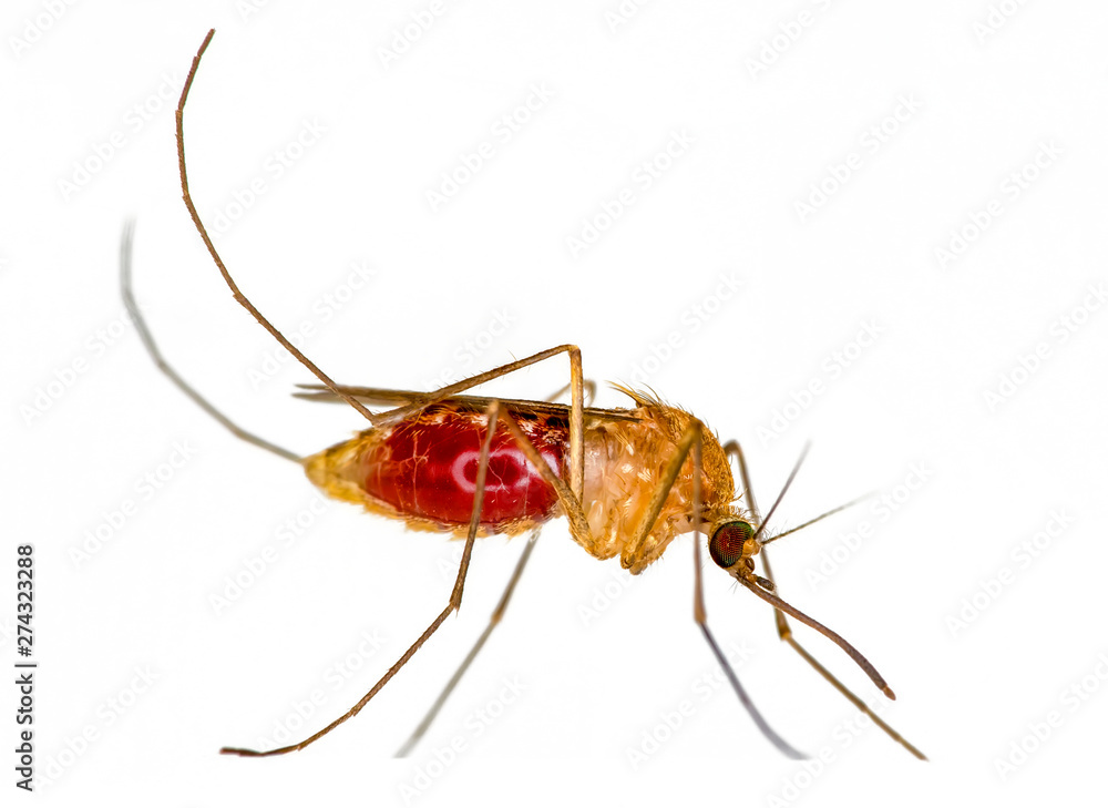Mosquito isolated on white background Mosquito isolated on white background