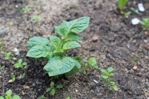 sprouts of fresh potatoes in the soil in the summer