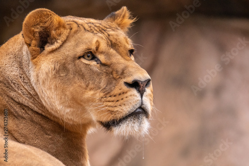 a lion looking at the camera