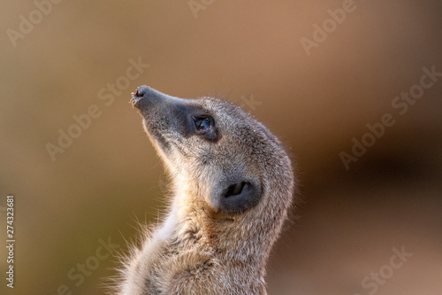 meerkat looks up in the air