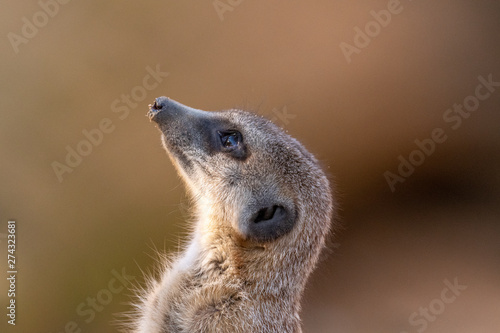meerkat looks up in the air