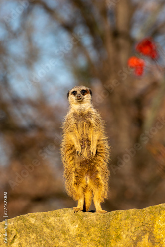 meerkat standing in the sun