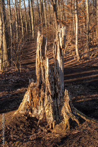 a tree in a wooded area