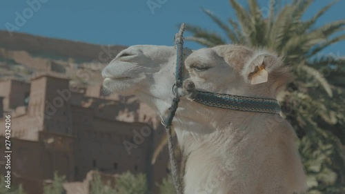 Close up camels in the Moroccan desert with Benhaddou the World Heritage Site with saddles ready to be rode on a sunny day photo