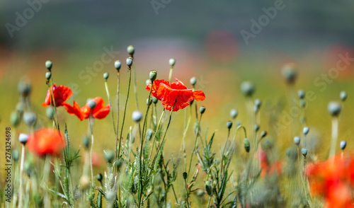 Coquelicots
