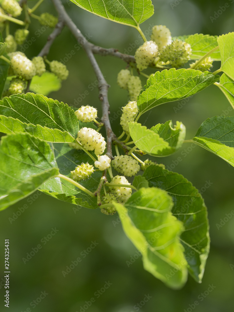 white mulberry detail of  fruits   and leaves in early summer