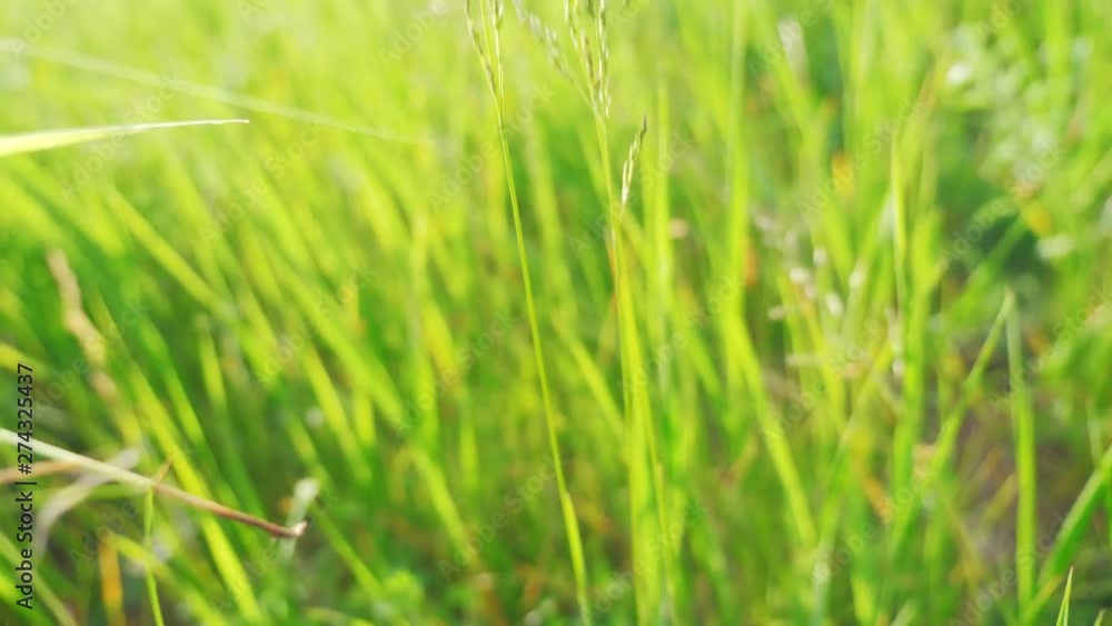 Gardening man gardener in the garden tearing grass sun green. man lifestyle hand touches the grass in the field Gardening man gardener in the garden tearing grass sun green. man lifestyle hand touches the grass in the field