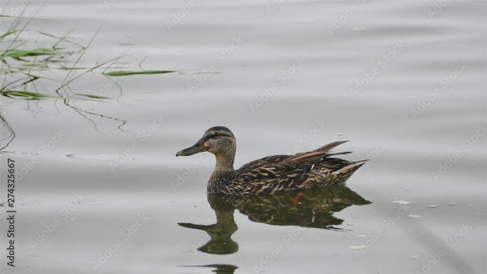 Female duck swimming slowly on water close up Female duck swimming slowly on water close up