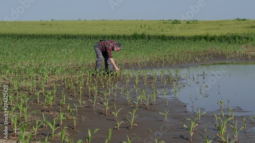 Farmer  inspect young green corn plants in mud and water, damaged  field after flood, agriculture in spring
