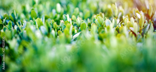 Small green hedge leaves in the sunlight, blurred foreground and background, focus in the middle.