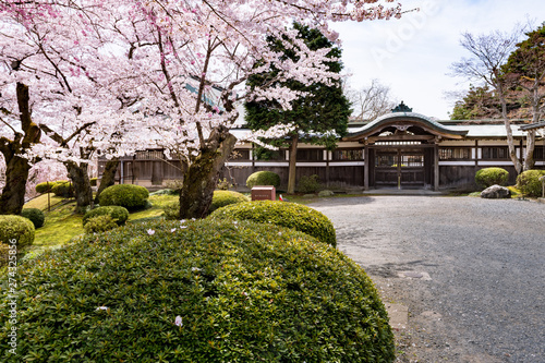 Fototapeta Naklejka Na Ścianę i Meble -  日本の神社に咲く桜