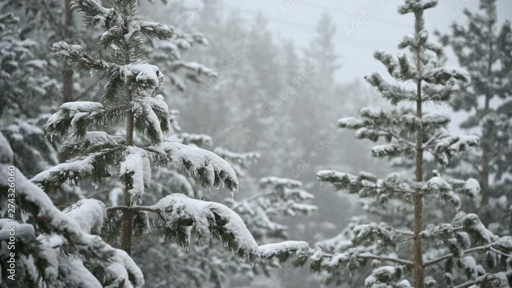 Snowfall in winter in a coniferous forest. Soft snowy Christmas morning with falling snow in slow motion. Video background Snowfall in winter in a coniferous forest. Soft snowy Christmas morning with falling snow in slow motion. Video background