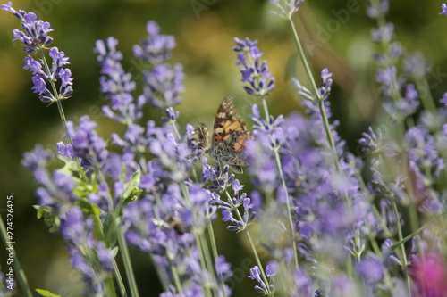 Butterfly on lavender, summertime in garden, candid outdoor photography © triocean