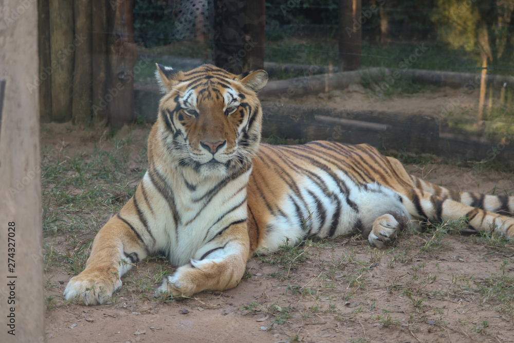 Fototapeta premium tiger in zoo