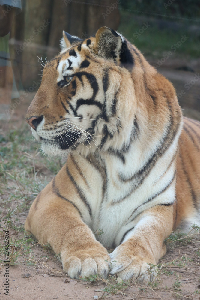 Fototapeta premium white bengal tiger