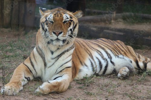 tiger in zoo