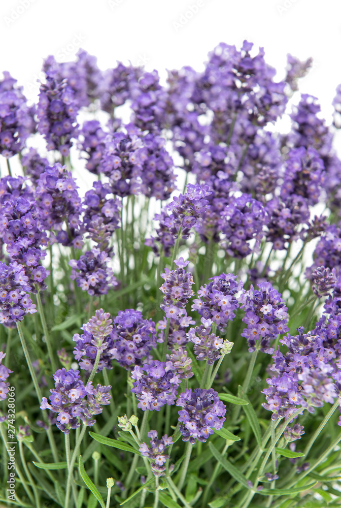 Obraz premium Lavender flowers bouquet Floral background