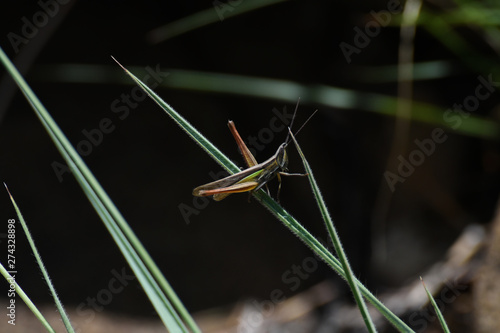 Small Slated-head Grasshopper (Mermiria sp.) Navigating Across Grass, Limpopo, South Africa